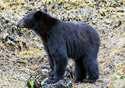 Ursus americanus